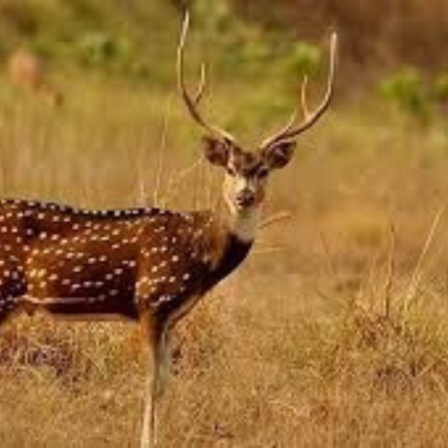 Askot Wildlife Sanctuary