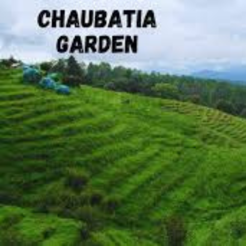 Chaubatia Gardens