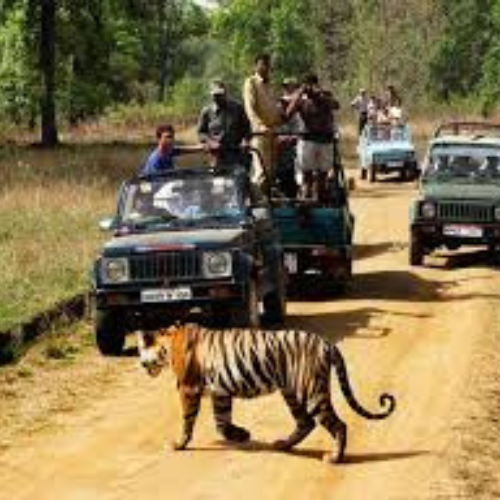 Jungle Safaris